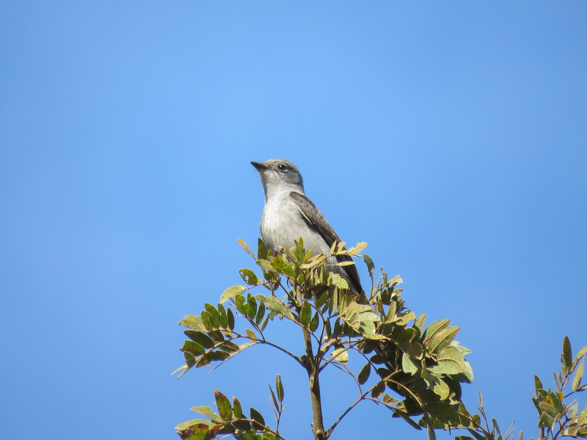 Shear-tailed Gray Tyrant - ML621310303