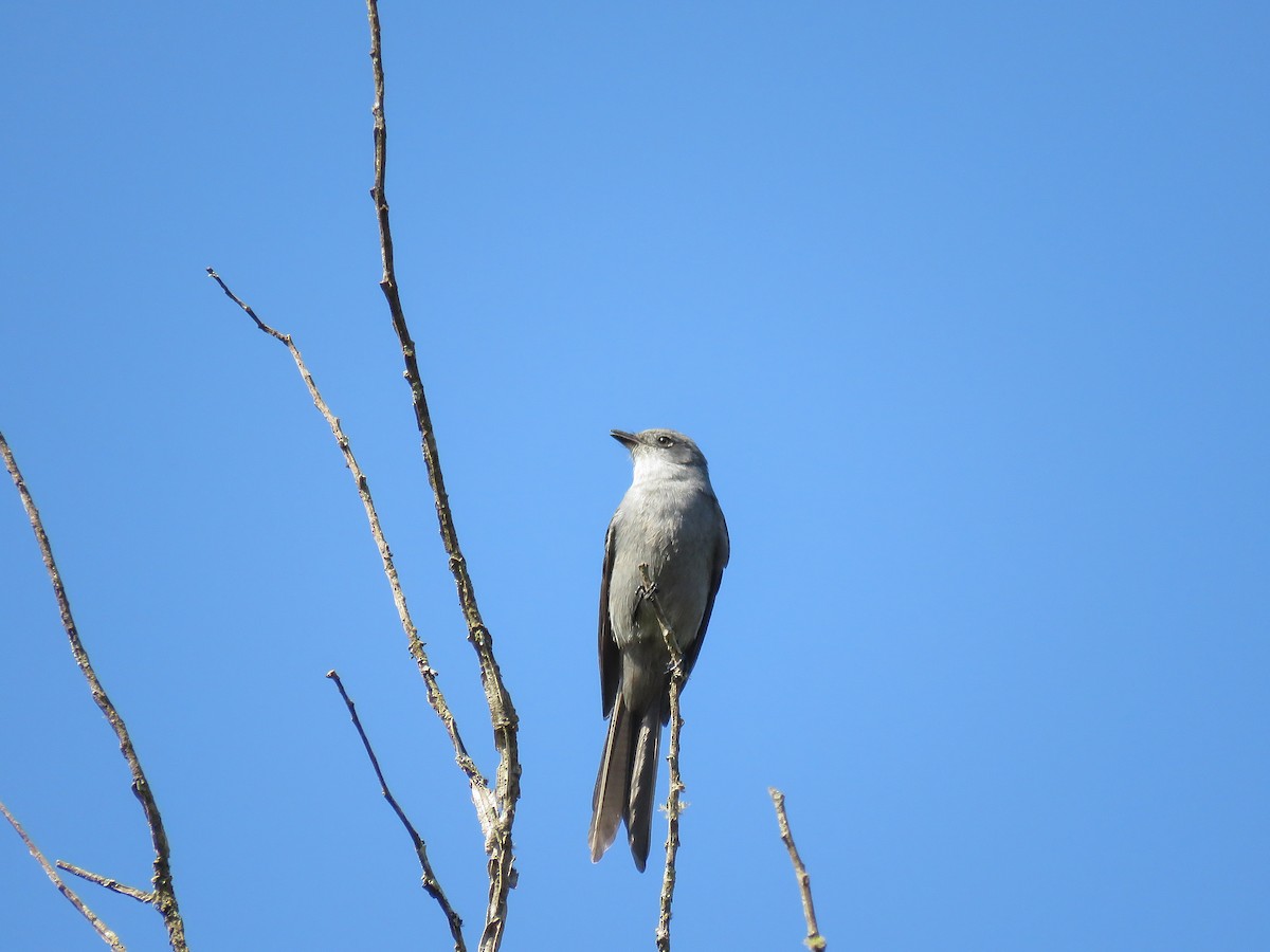 Shear-tailed Gray Tyrant - ML621310304