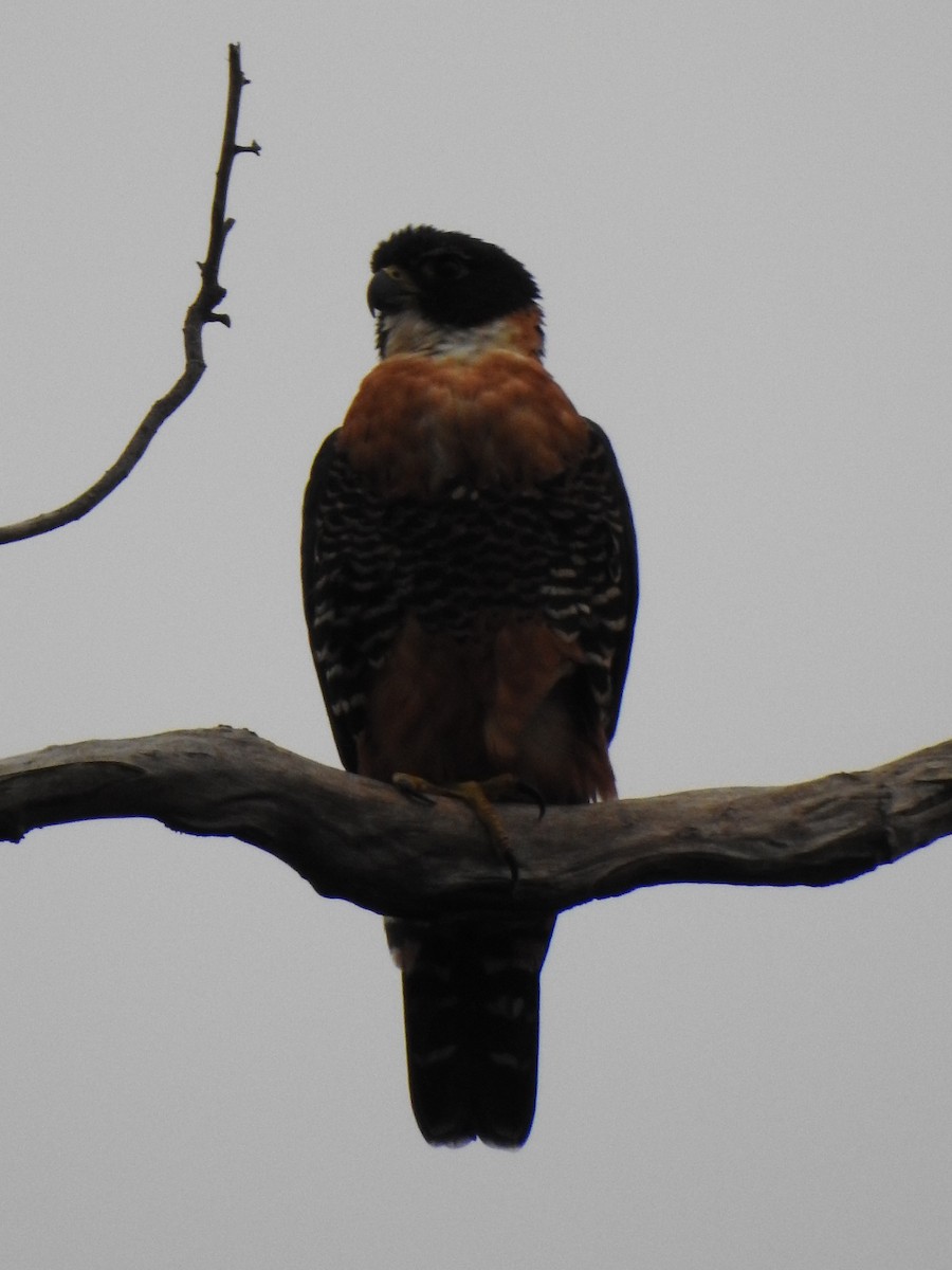 Orange-breasted Falcon - ML621310331