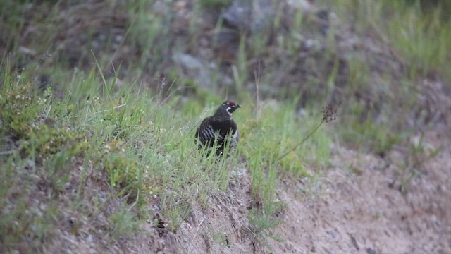 Spruce Grouse - ML621310352