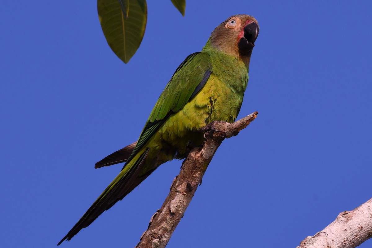 Dusky-headed Parakeet - Christian Engel