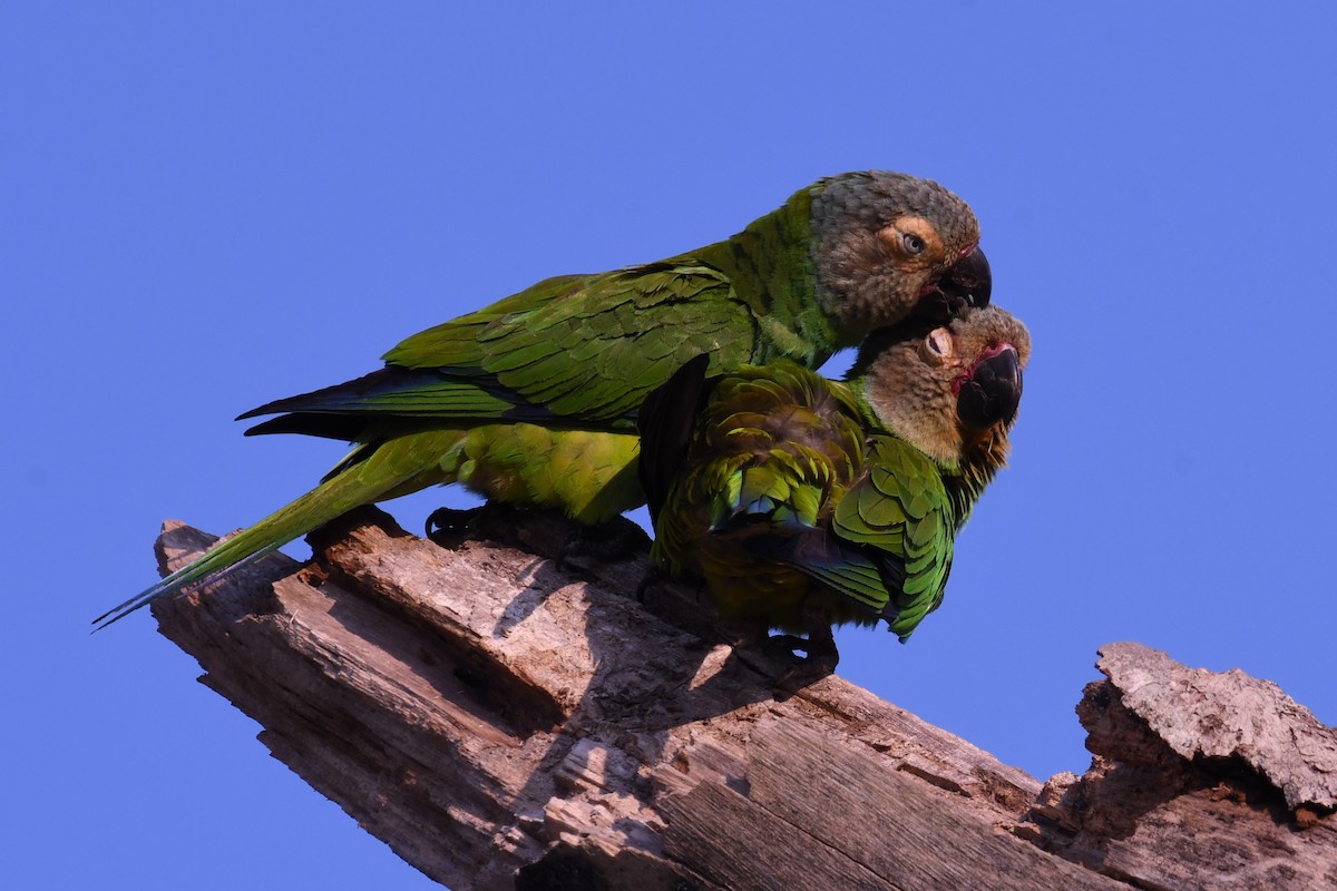 Dusky-headed Parakeet - ML621310357