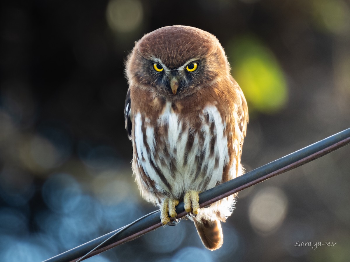 Austral Pygmy-Owl - ML621310395