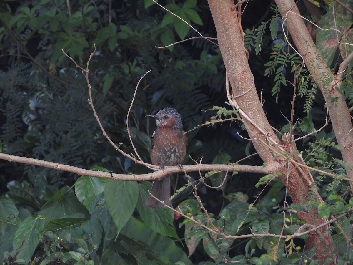 Brown-eared Bulbul - 承恩 (Cheng-En) 謝 (HSIEH)