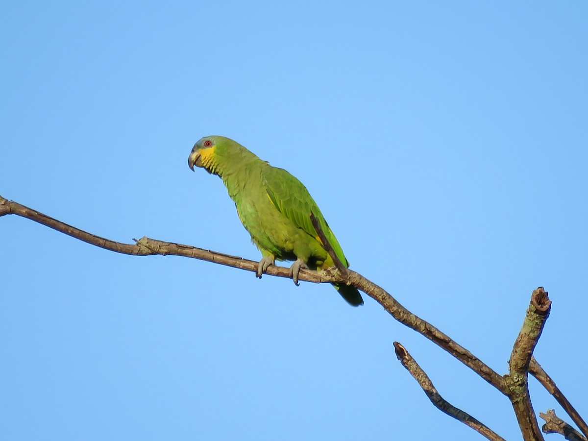 Orange-winged Parrot - Arthur Cavalcanti