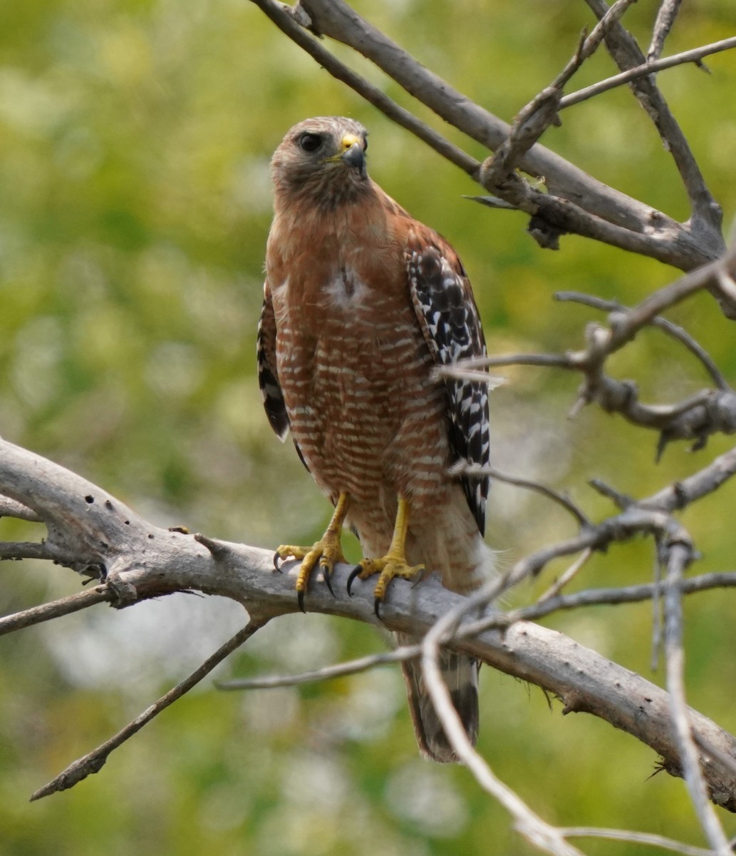 Red-shouldered Hawk - Richard Block