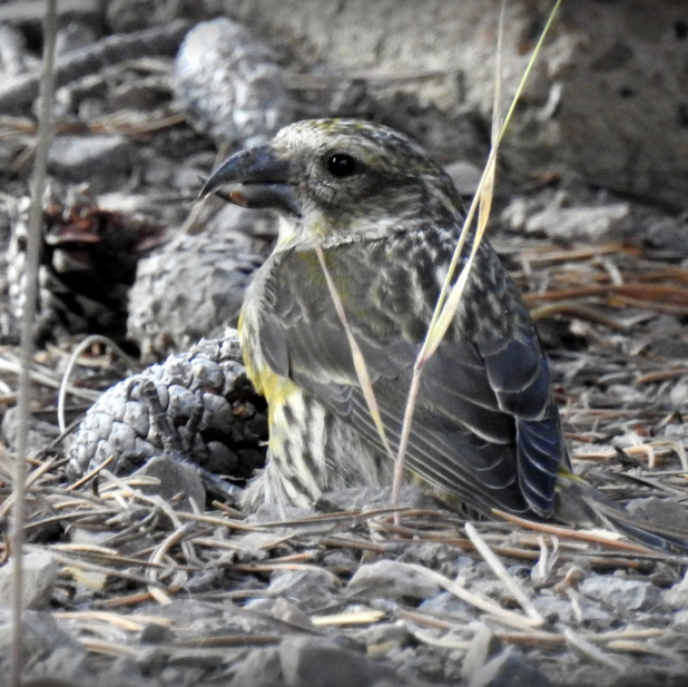 Cassia Crossbill - ML621310650