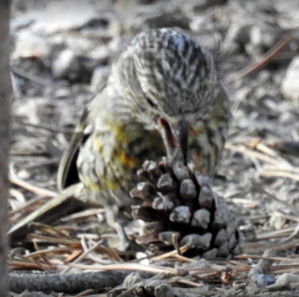 Cassia Crossbill - ML621310666