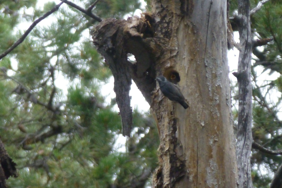 Red-breasted Nuthatch - ML621310676