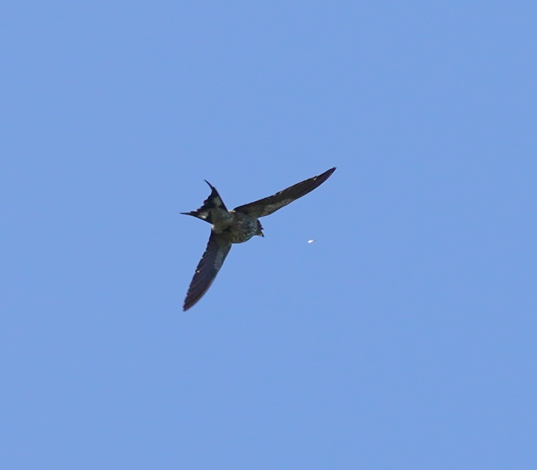 Greater Striped Swallow - ML621310761