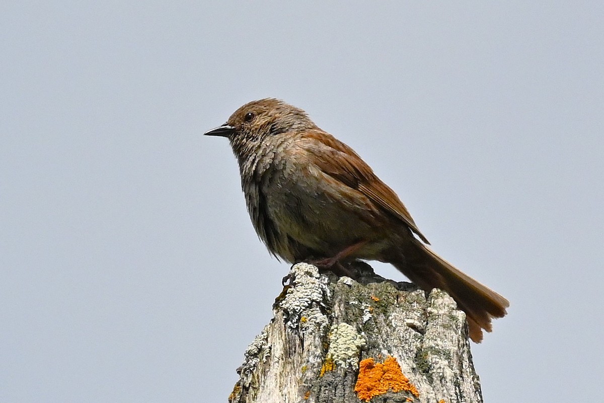 Dunnock - ML621310770