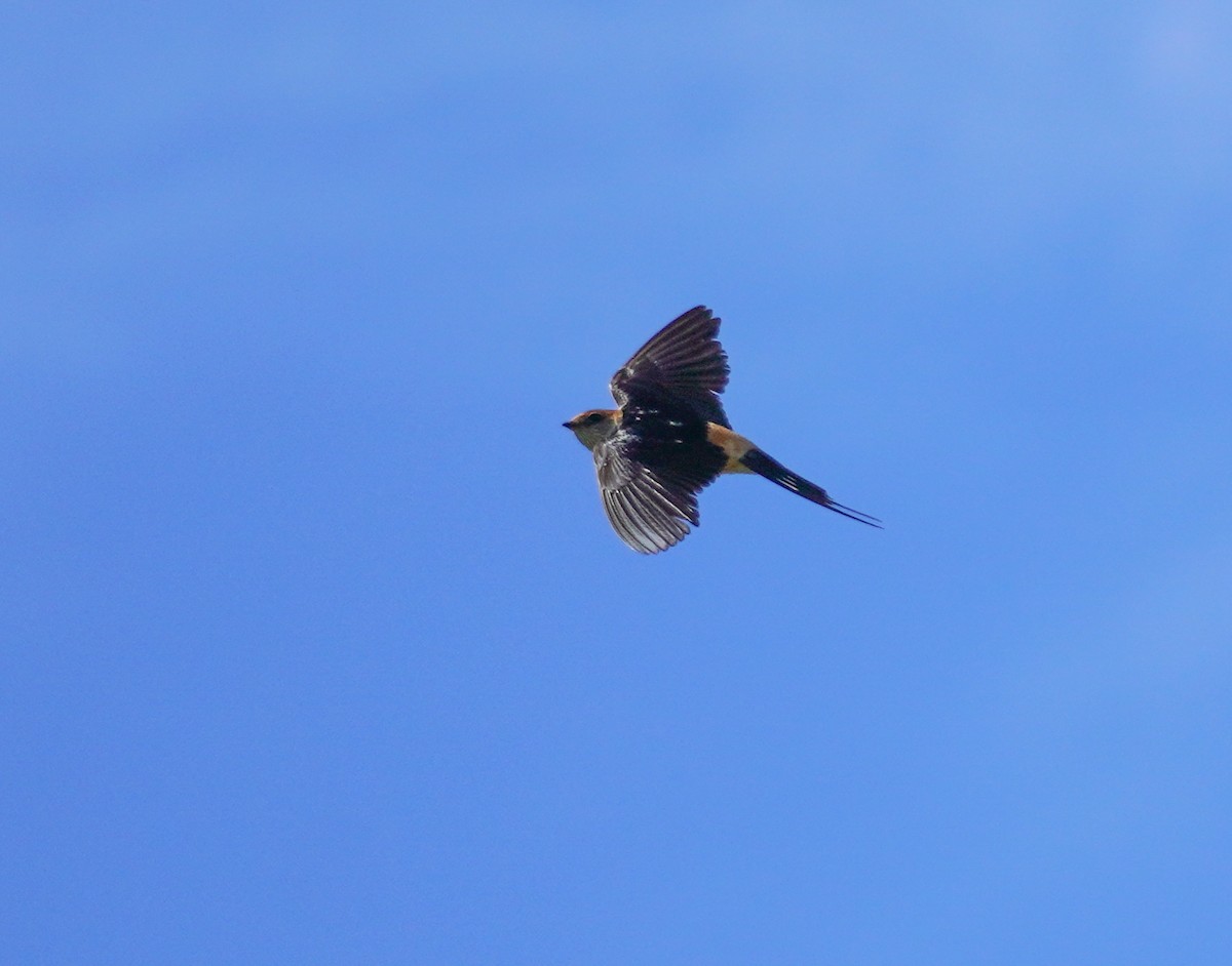 Greater Striped Swallow - ML621310775