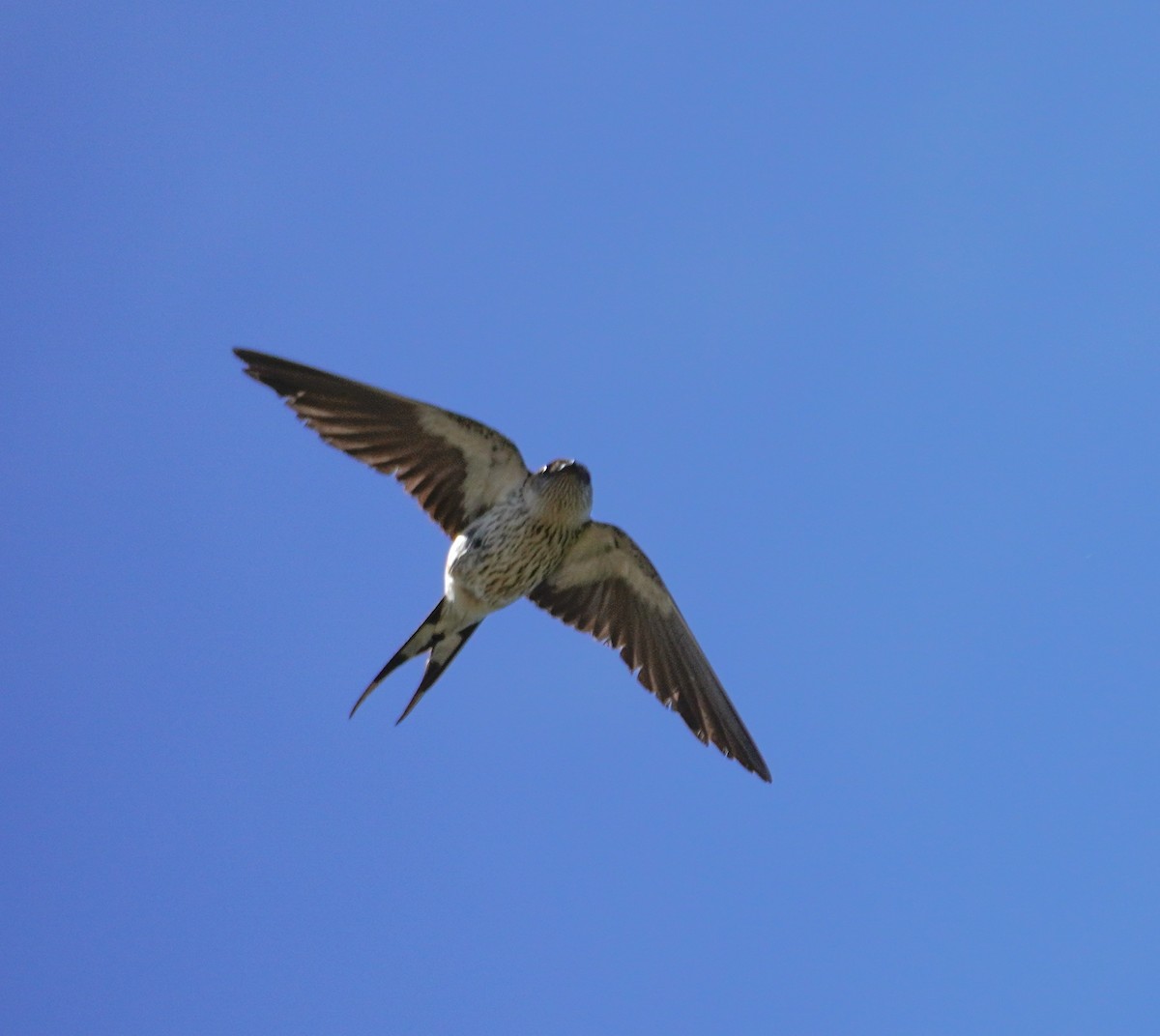 Greater Striped Swallow - ML621310776