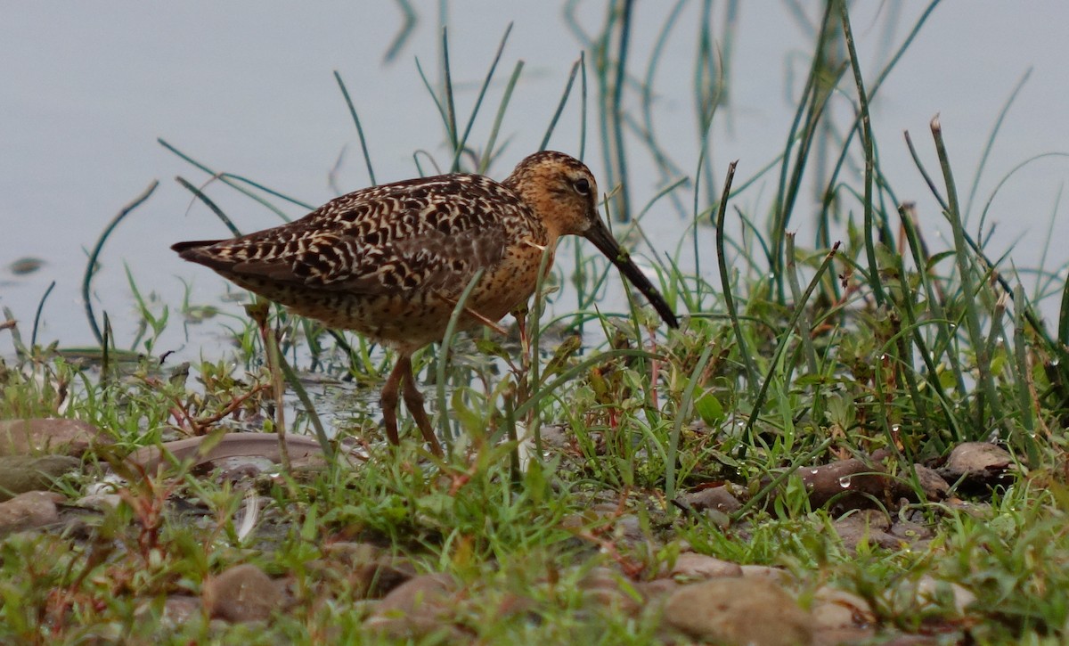 Moorschlammläufer - ML621310792