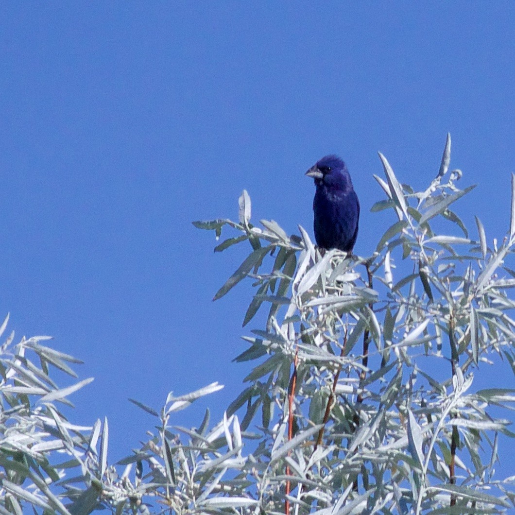 Blue Grosbeak - ML621310939