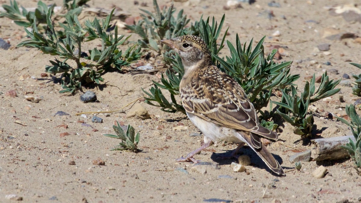 Эвэрт болжмор - ML621310967