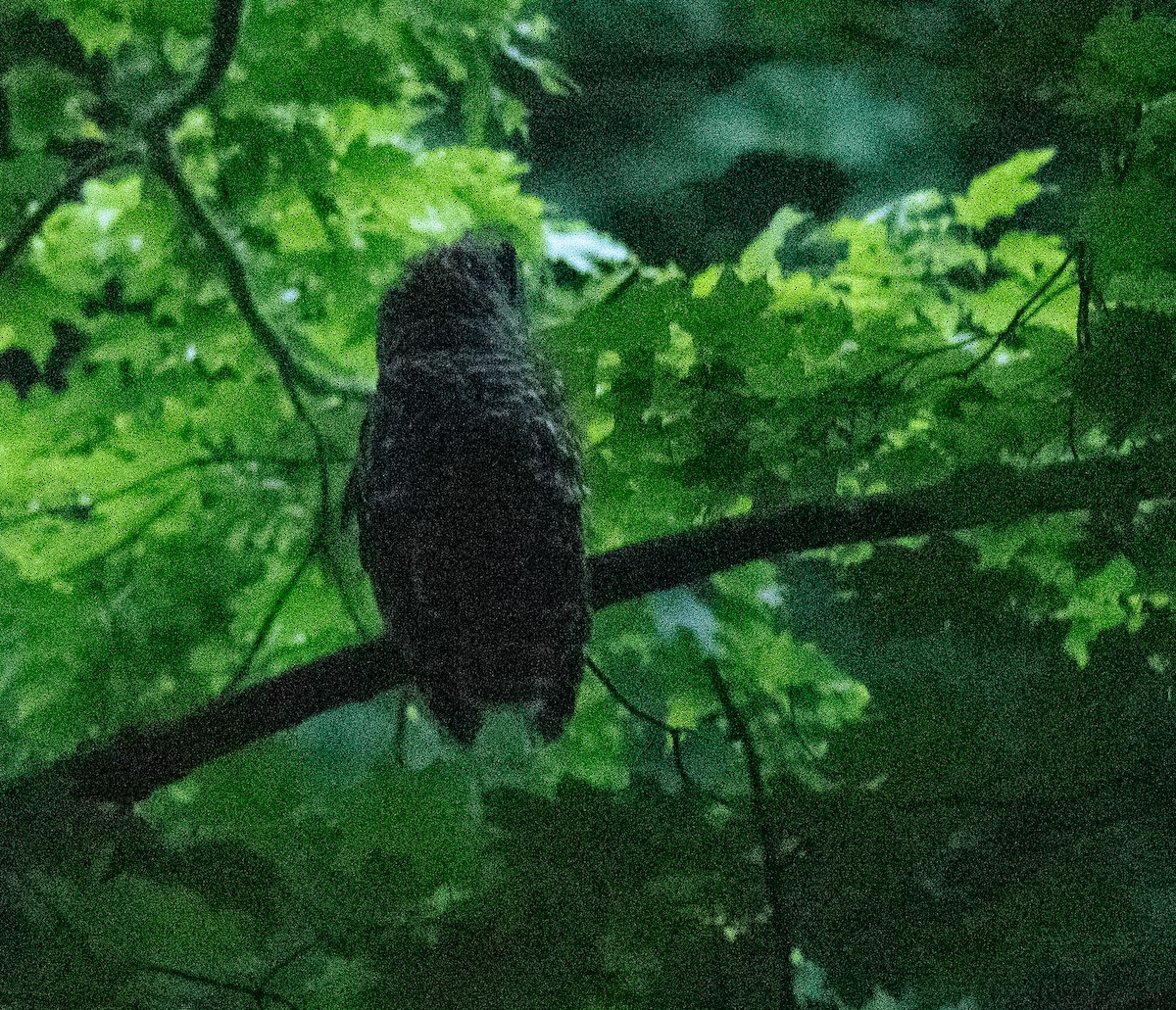 Barred Owl - ML621311239