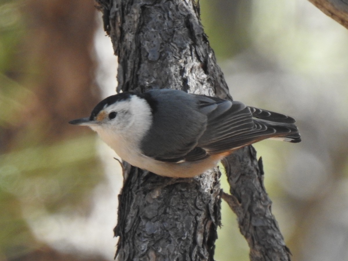 White-breasted Nuthatch - ML621311263