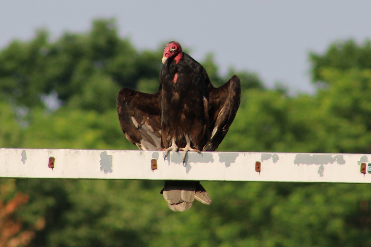 Turkey Vulture - Janet Washbon