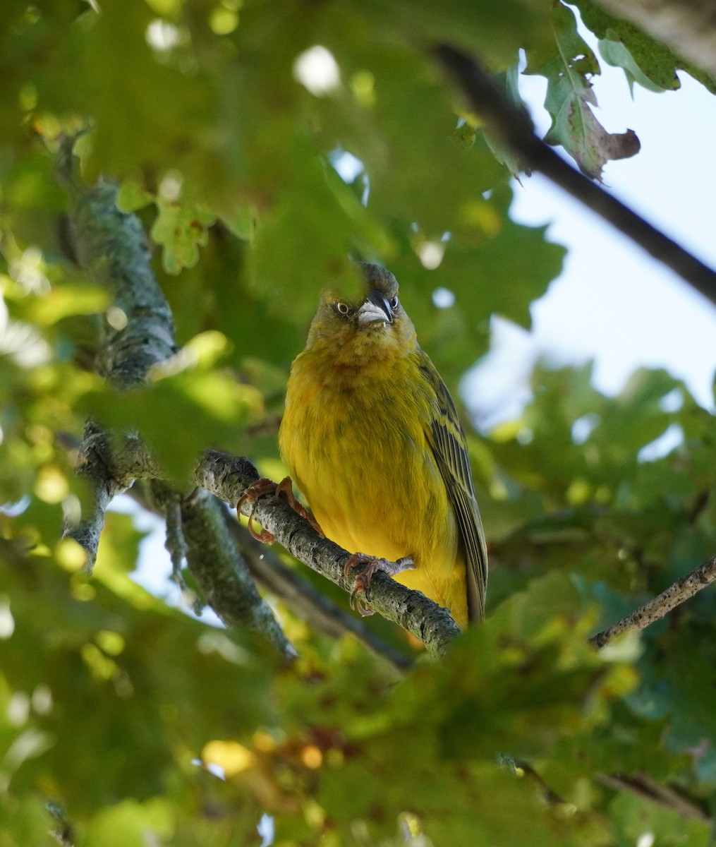 Cape Weaver - ML621311276