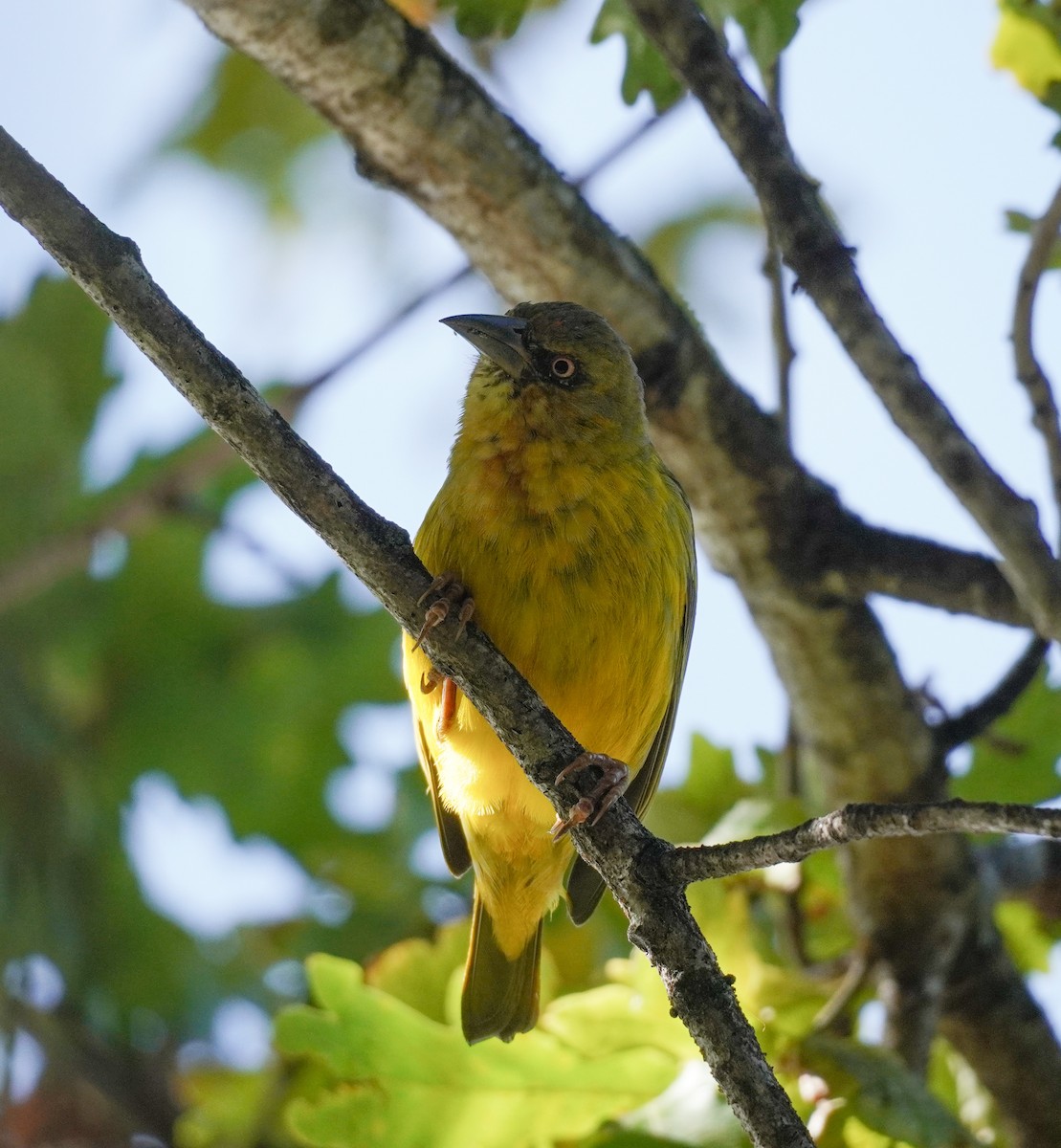 Cape Weaver - ML621311278