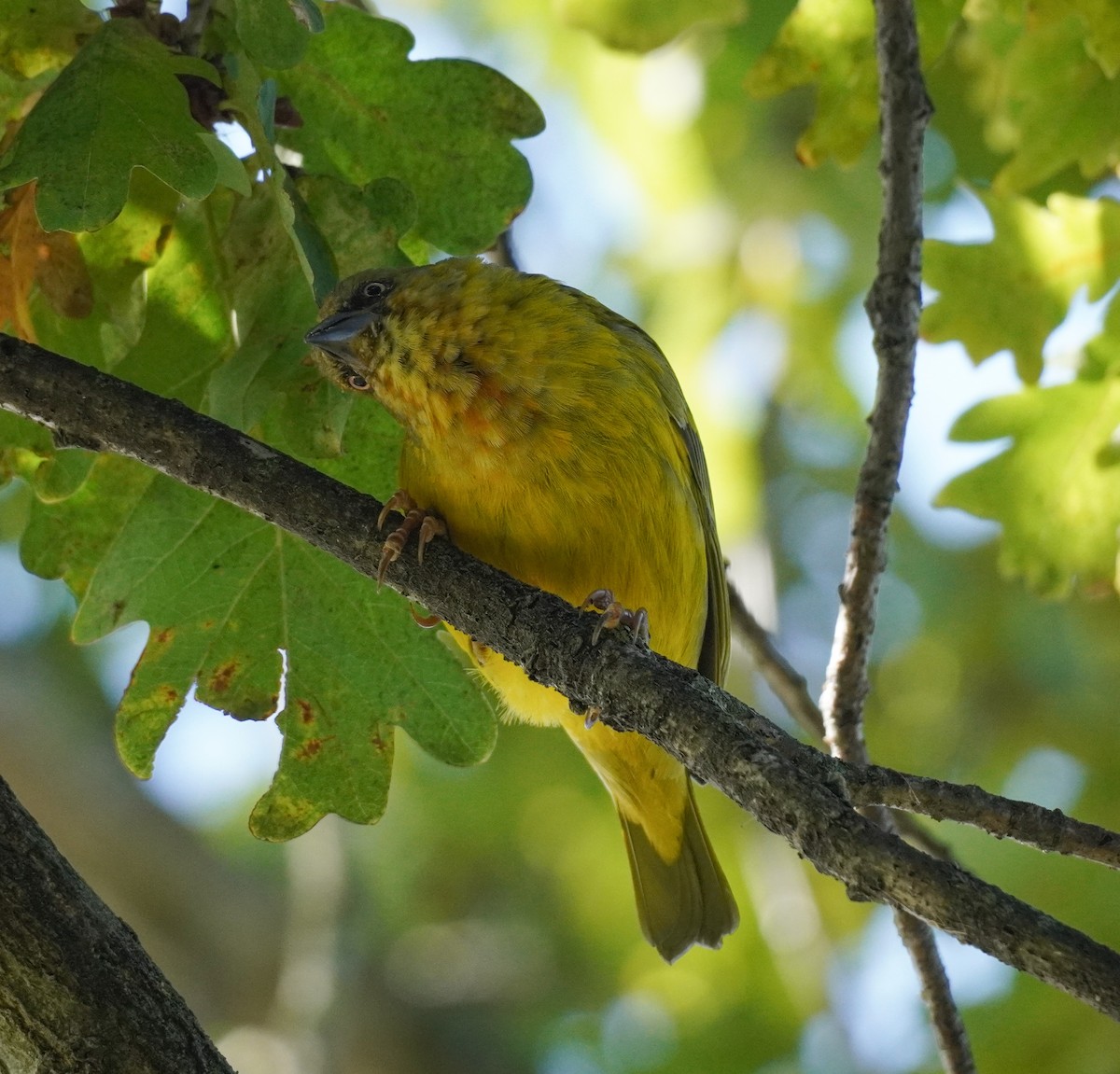 Cape Weaver - ML621311279