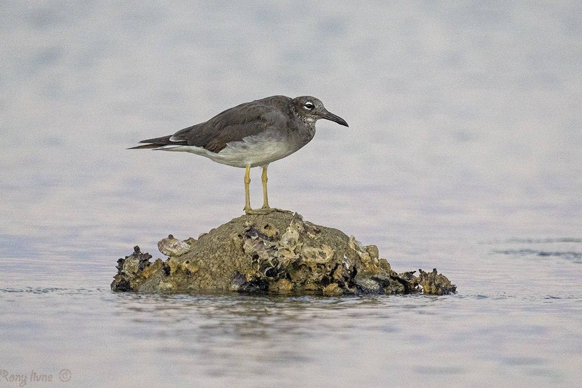 Gaviota Ojiblanca - ML621311295