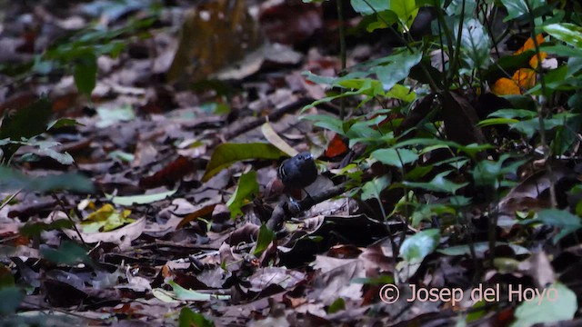 Plain-throated Antwren - ML621311337