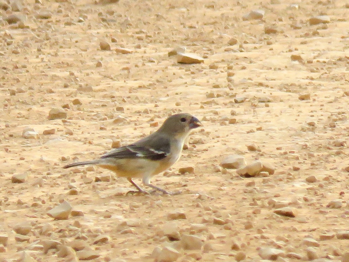 Plumbeous Seedeater - ML621311339