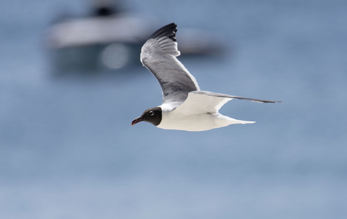 Laughing Gull - Antonio Ceballos Barbancho