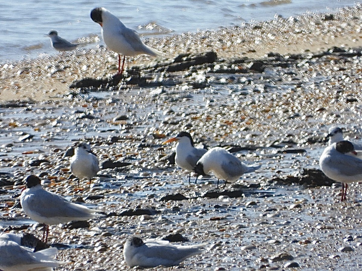 Thalasseus sp. - Juanjo Cipriano