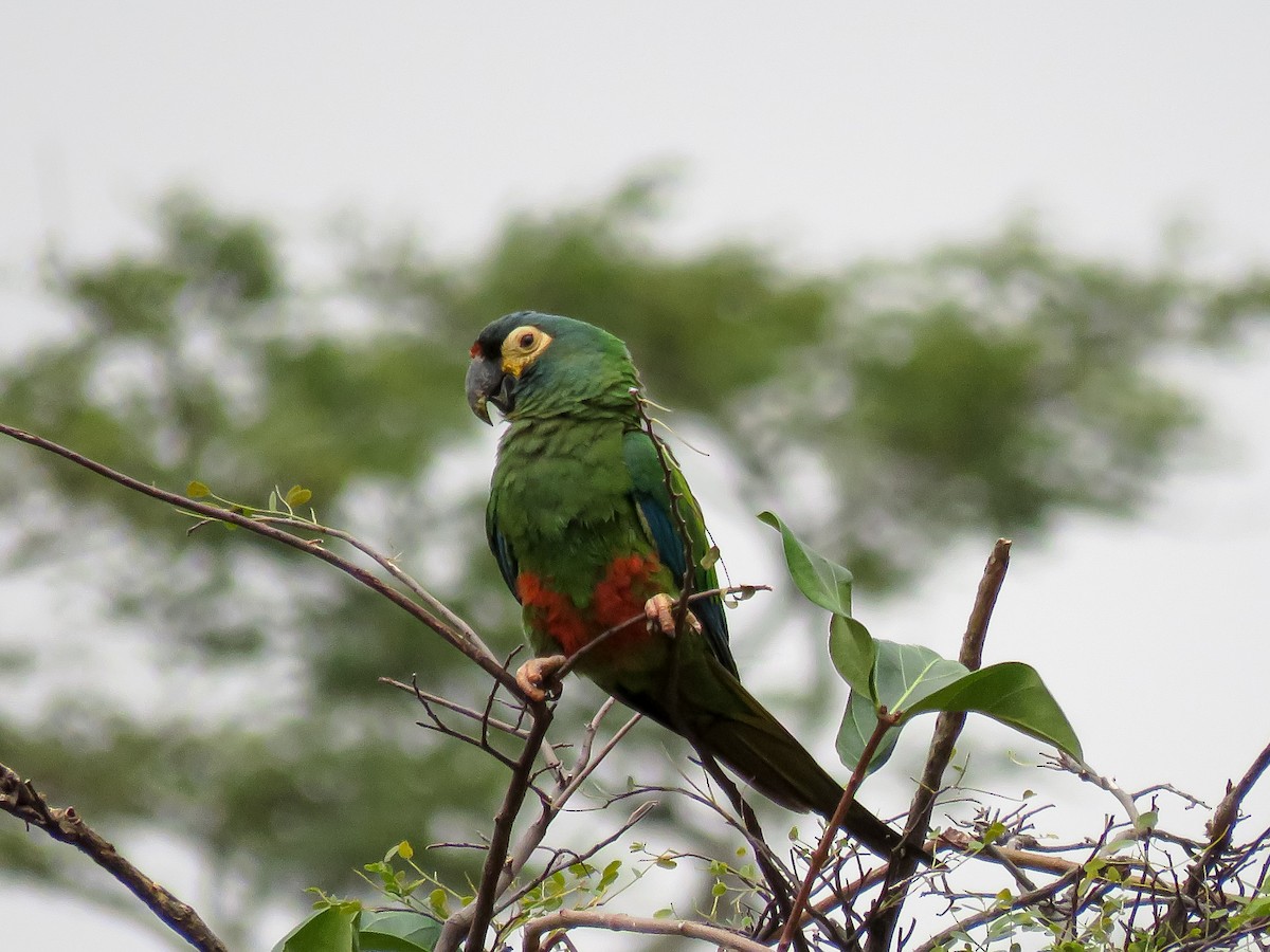 Blue-winged Macaw - ML621311401