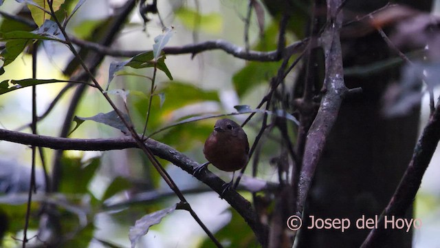 Plain-throated Antwren - ML621311402