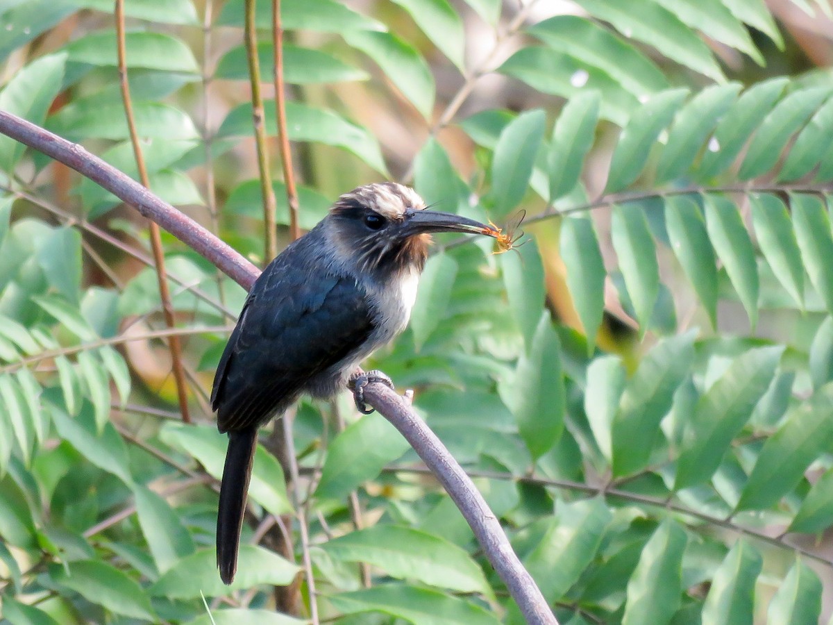 Three-toed Jacamar - ML621311404