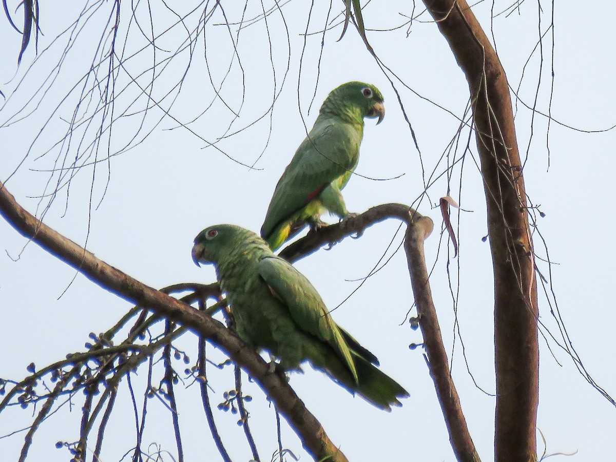 Mealy Parrot - Arthur Cavalcanti