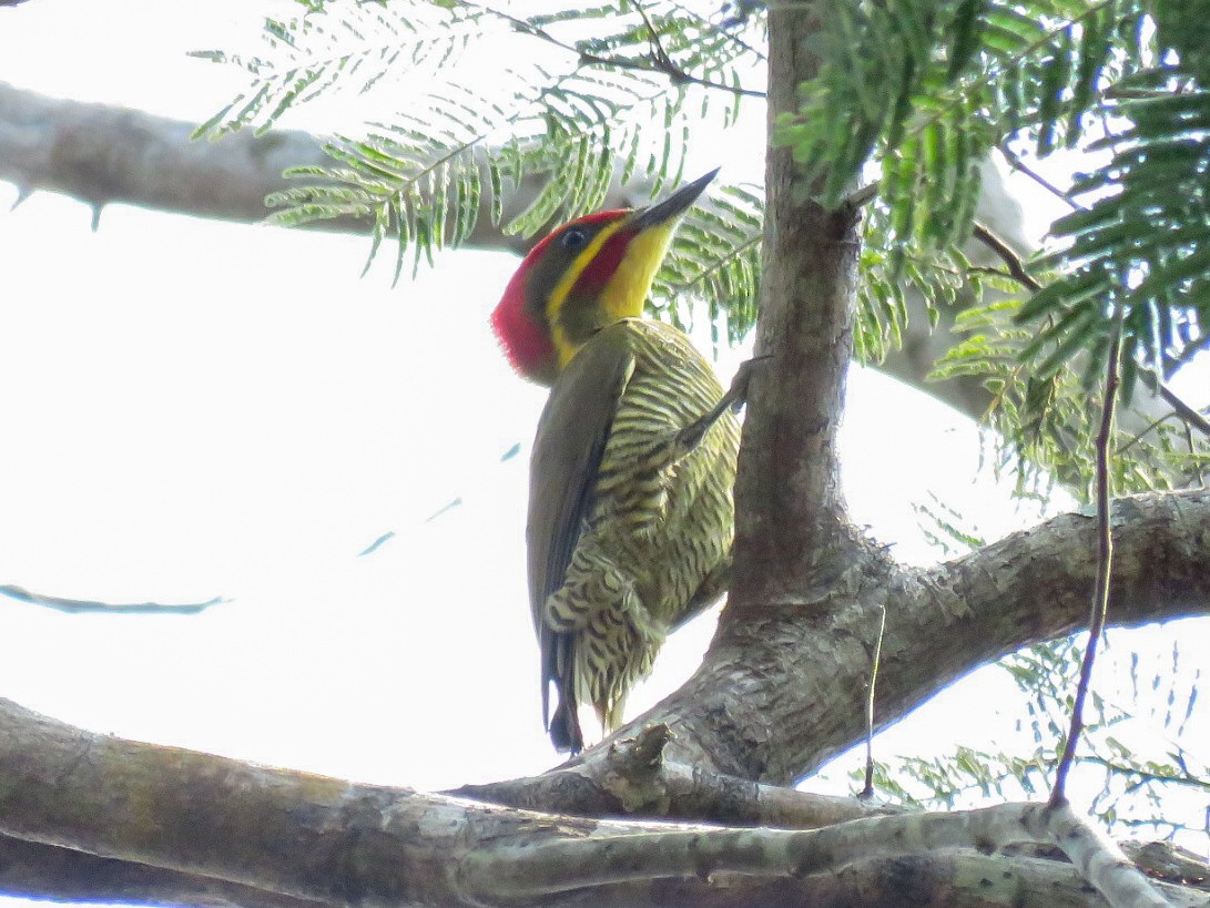 Golden-green Woodpecker (Atlantic) - ML621311484