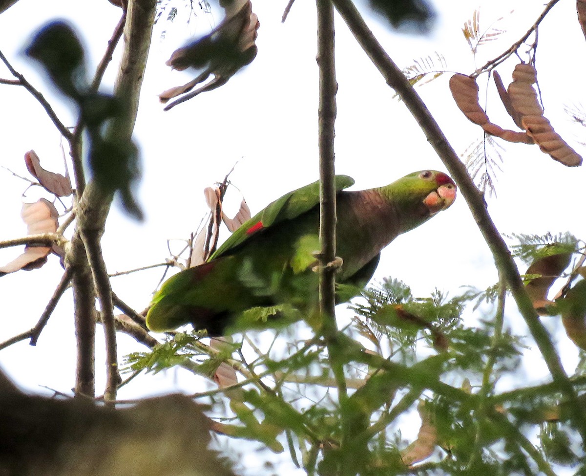 Vinaceous-breasted Parrot - ML621311491