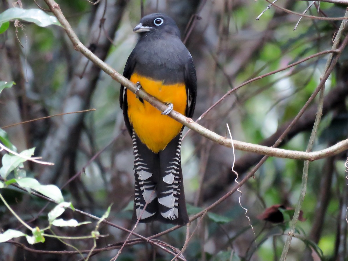 Trogon à queue blanche - ML621311493