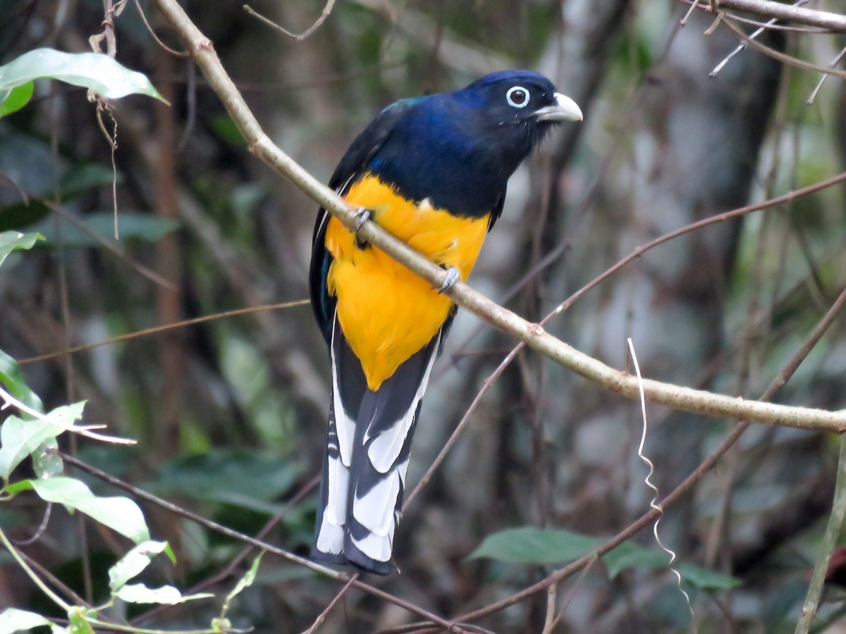 Trogon à queue blanche - ML621311494