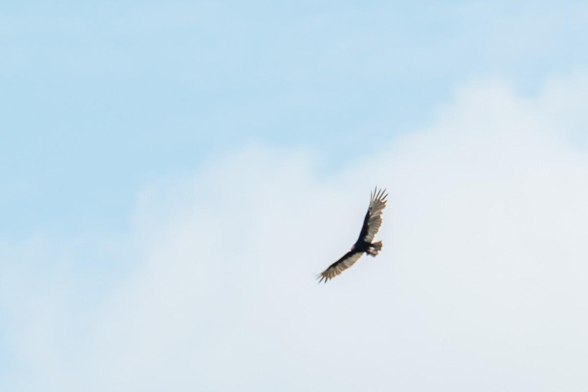 Turkey Vulture - ML621311592