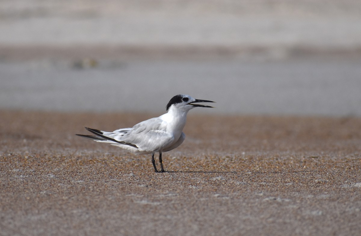 Sandwich Tern - ML621311646