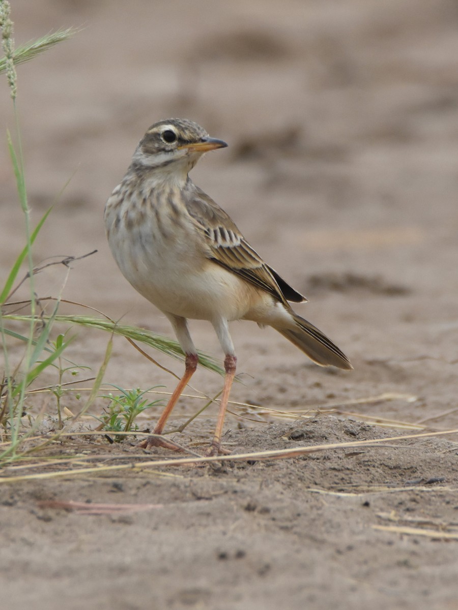 Long-legged Pipit - ML621311651