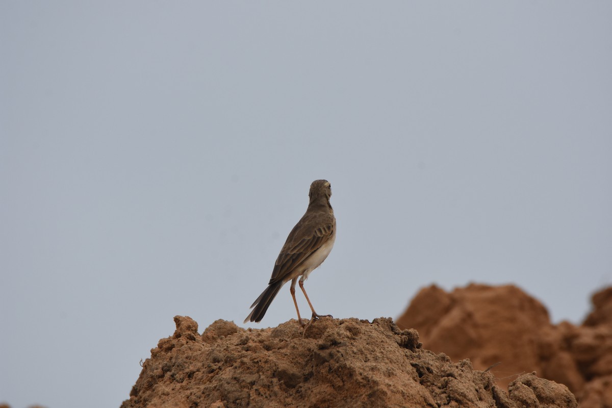 Long-legged Pipit - ML621311655