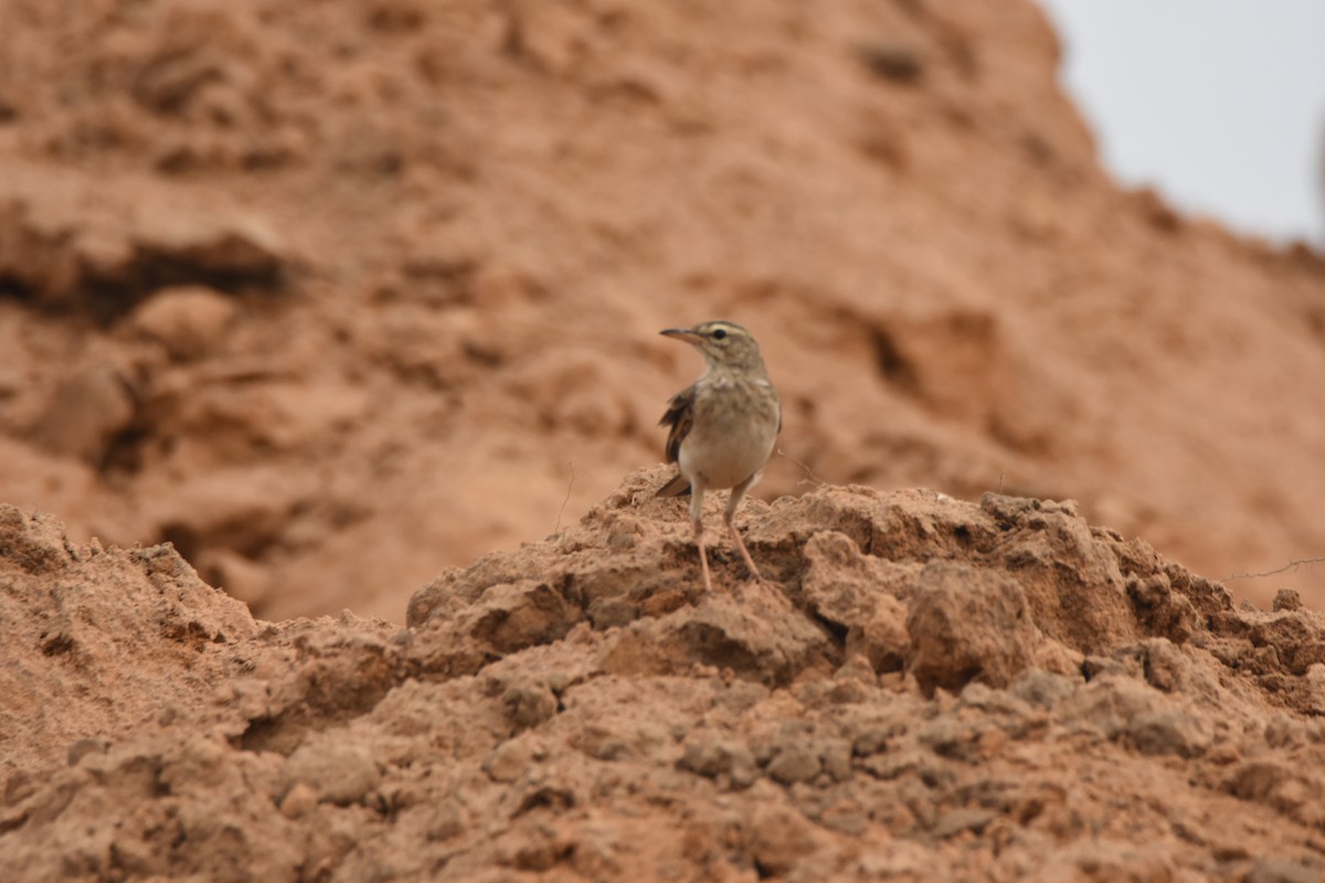 Long-legged Pipit - ML621311656