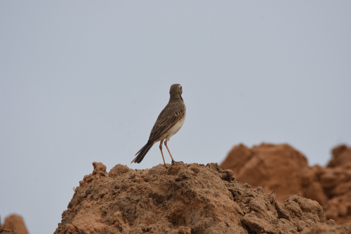 Long-legged Pipit - Cameron Blair