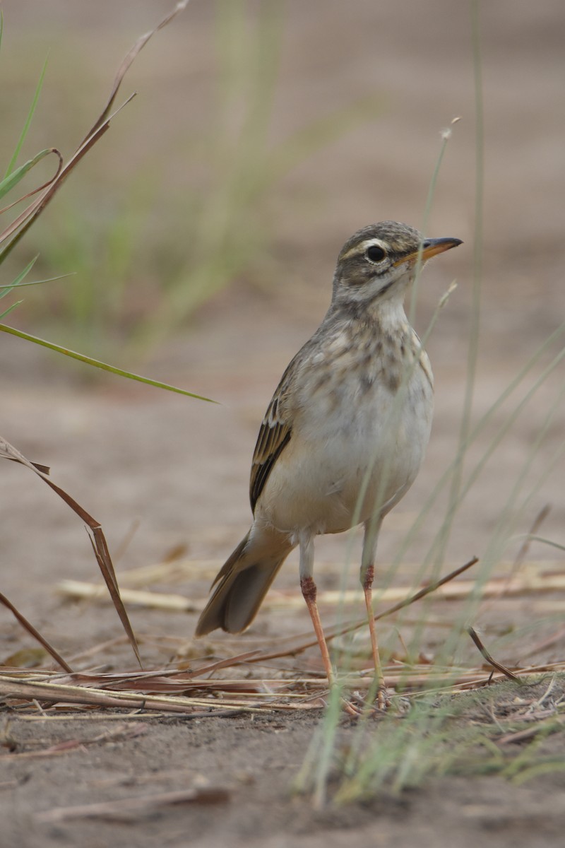 Pipit à longues pattes - ML621311660