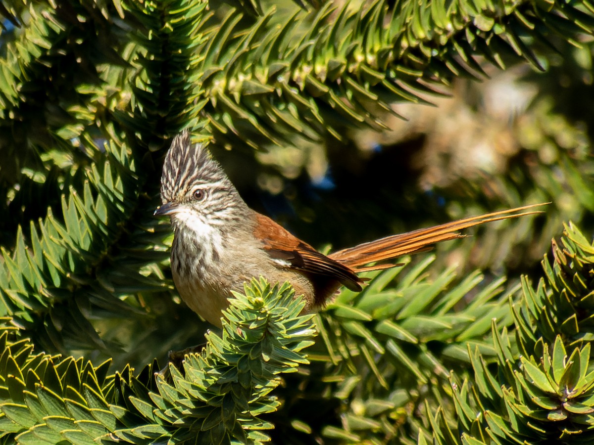 Araucaria Tit-Spinetail - ML621311680