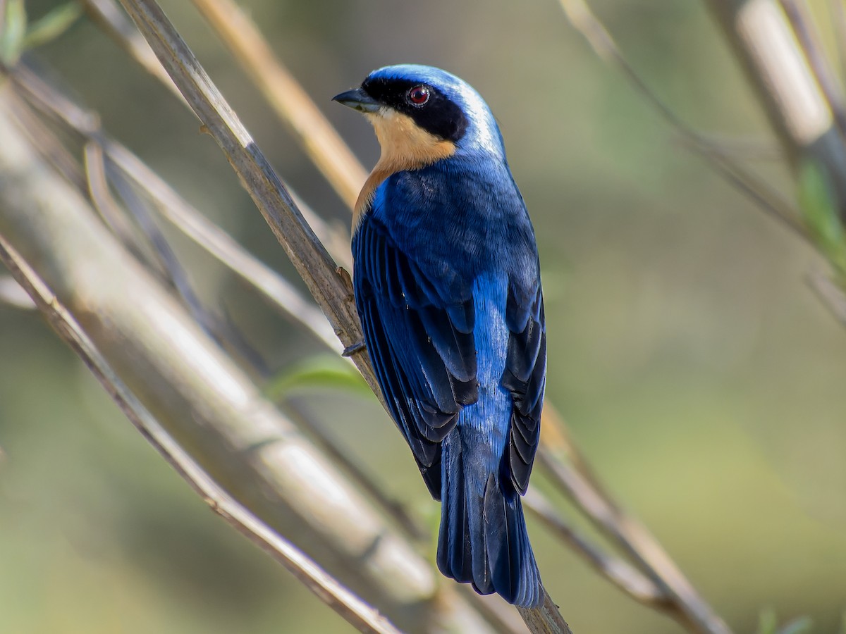 blekbrysttanagar - ML621311686