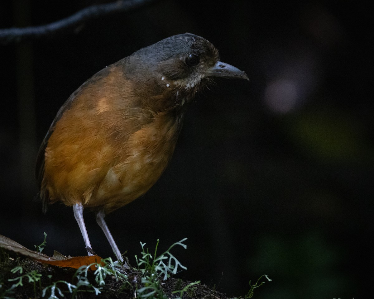 Moustached Antpitta - ML621311689