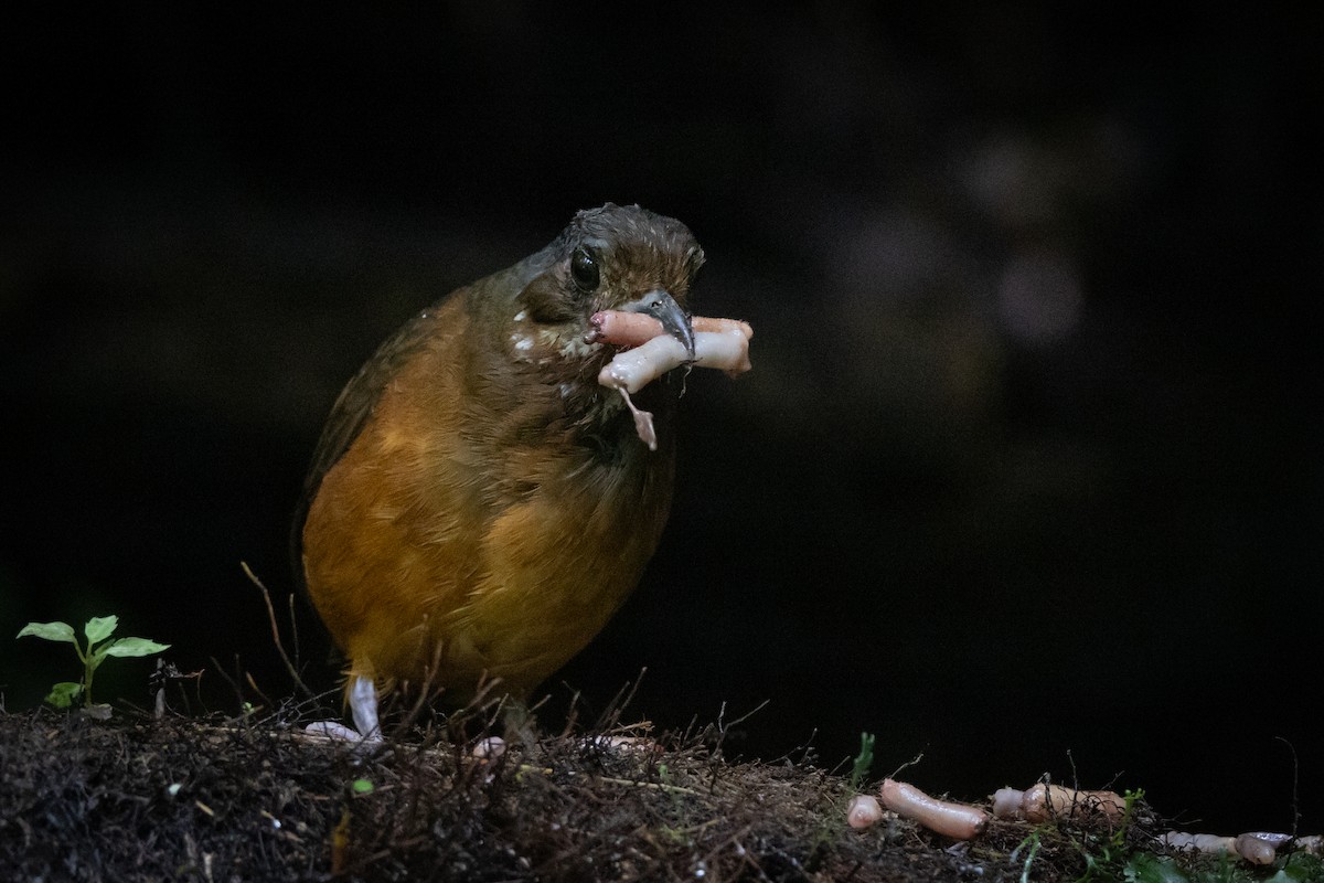 Moustached Antpitta - ML621311694